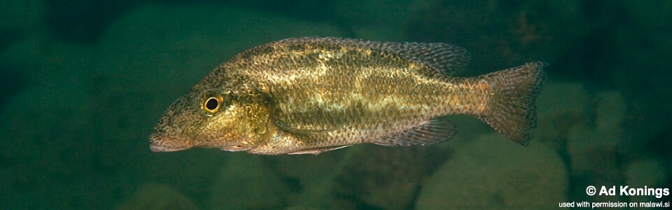 Nimbochromis linni 'Magunga'