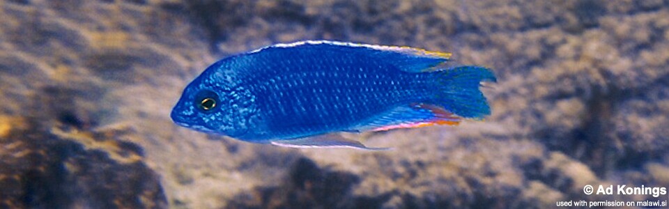 Protomelas taeniolatus 'Magunga'