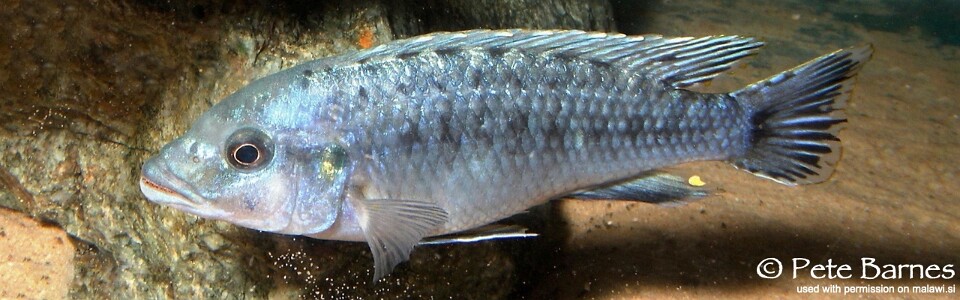 Pseudotropheus benetos 'Magunga'