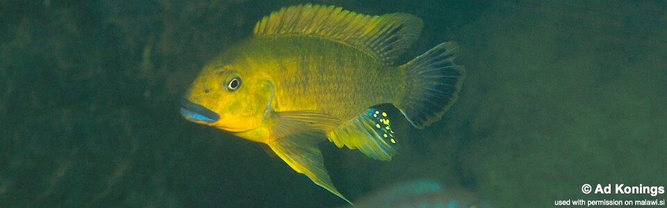 Pseudotropheus sp. 'williamsi north' Magunga