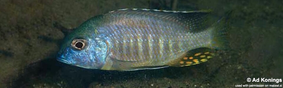Tramitichromis sp. 'brevis magunga' Magunga