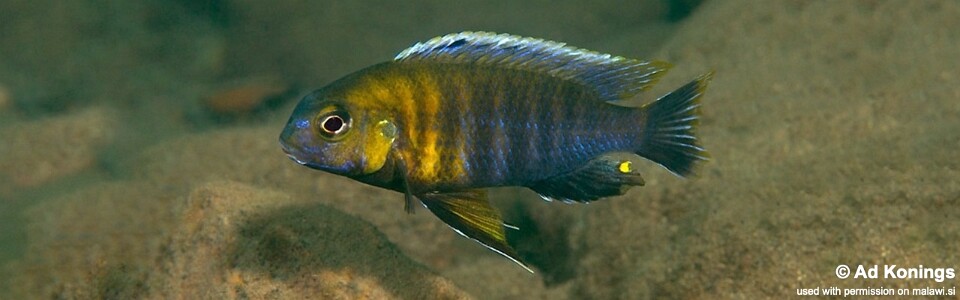 Tropheops sp. 'red cheek north' Magunga