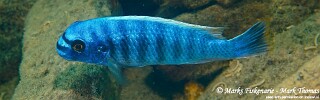 Labeotropheus fuelleborni 'Magunga'.jpg