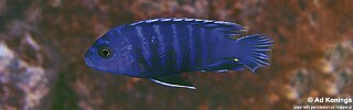 Labidochromis sp. 'gigas lupingu' Magunga.jpg
