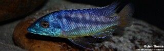 Mylochromis sp. 'mchuse' Magunga.jpg