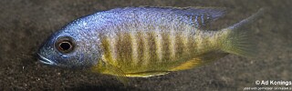 Placidochromis sp. 'electra blackfin' Magunga.jpg