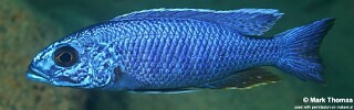 Sciaenochromis fryeri 'Magunga'.jpg