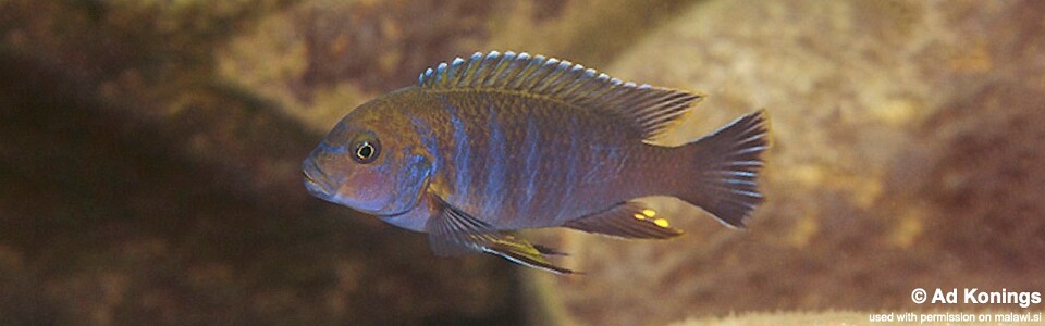 Chindongo sp. 'aggressive zebra likoma' Maingano Island