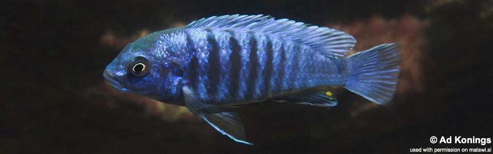 Labidochromis freibergi 'Maingano Island'