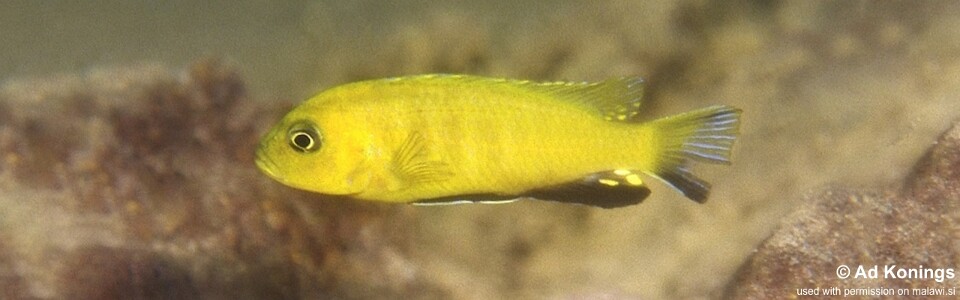 Maylandia sp. 'lime' Maingano Island<br><font color=gray>Metriaclima sp. 'lime' Maingano Island</font> 