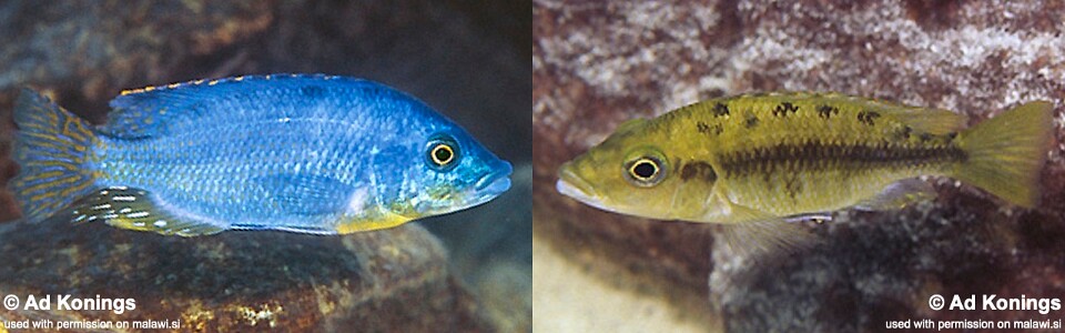 Protomelas sp. 'hertae' Maingano Island