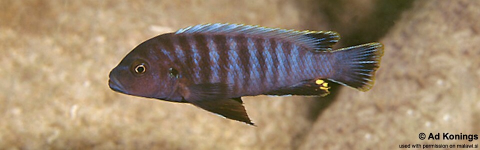 Pseudotropheus sp. 'aggressive grey' Maingano Island