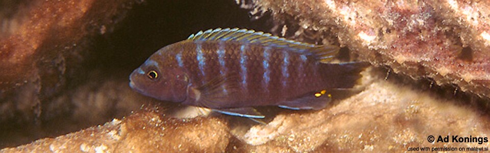 Pseudotropheus sp. 'thin stripe' Maingano Island