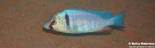 Placidochromis electra 'Maingano Island'.jpg