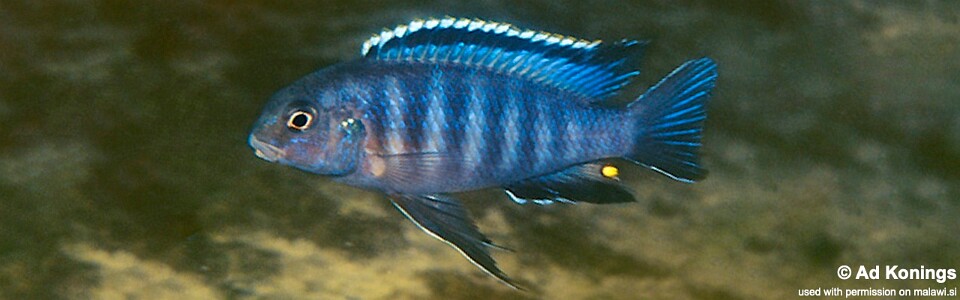 Tropheops sp. 'black dorsal' Makanjila Rocks