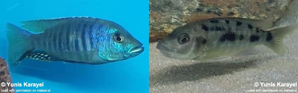 Otopharynx brooksi 'Makokola' 