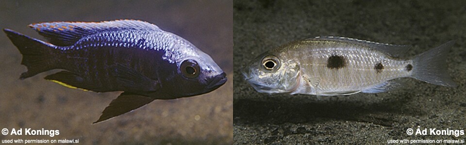 Copadichromis trewavasae 'Makonde'