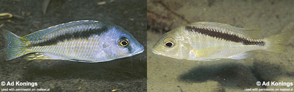 Mylochromis melanotaenia 'Makonde'