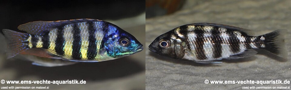 Protomelas sp. 'johnstoni solo' Makonde