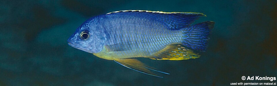 Protomelas taeniolatus 'Makonde'