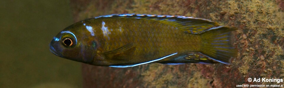 Pseudotropheus sp. 'elongatus makonde' Makonde