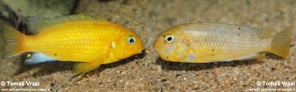 Tropheops macrophthalmus 'Makonde'