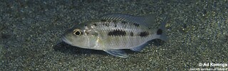 'Hemitaeniochromis' sp. 'urotaenia tanzania' Makonde.jpg