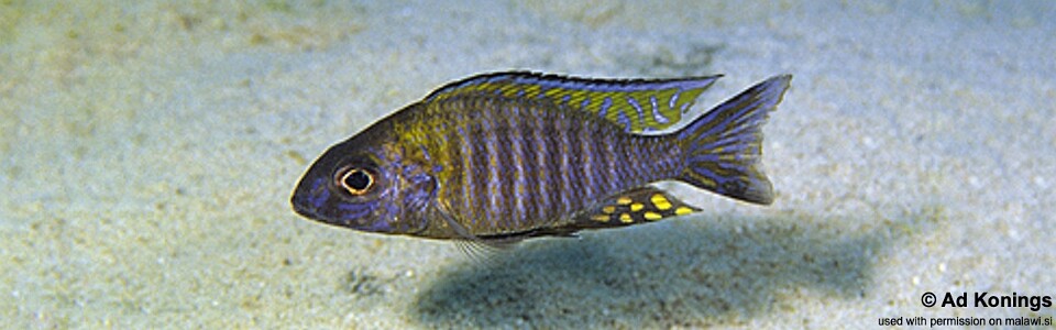 Aulonocara sp. 'chitande type north' Mala (Mara) Point