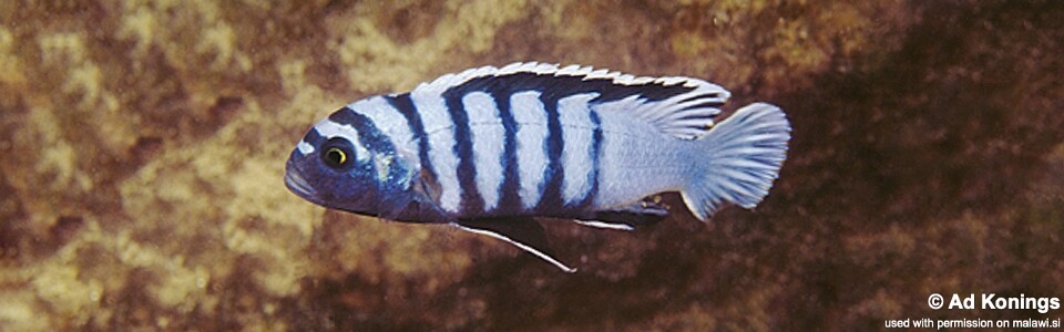 Cynotilapia zebroides 'Mala Point'