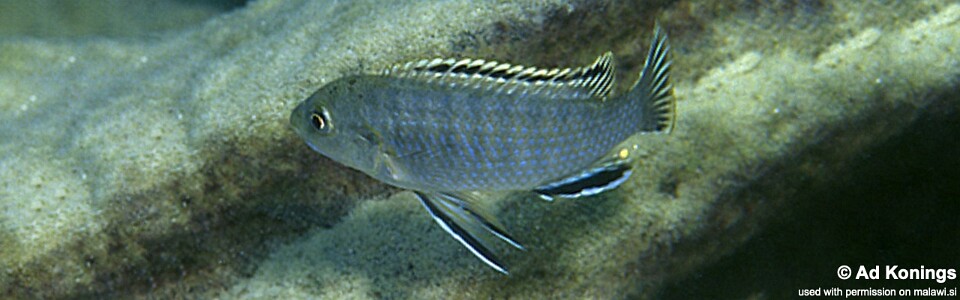 Labidochromis sp. 'mara' Mara Point