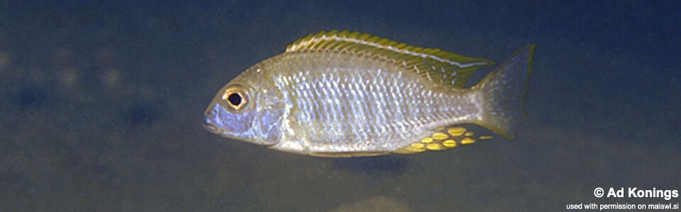 Lethrinops sp. 'longimanus likoma' Mara Point