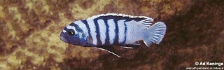 Cynotilapia zebroides 'Mala Point'.jpg