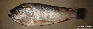 Oreochromis lidole 'Malembo'.jpg