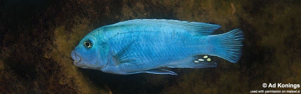 Maylandia callainos 'Maleri Island'<br><font color=gray>Metriaclima callainos 'Maleri Island'</font> 