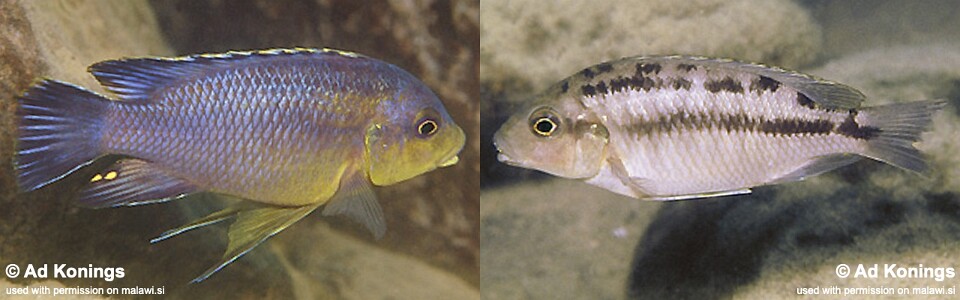 Petrotilapia sp. 'fuscous' Maleri Island