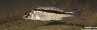 Mylochromis formosus 'Maleri Island'.jpg