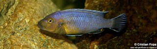 Pseudotropheus purpuratus 'Maleri Island'.jpg