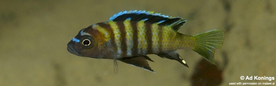 Cynotilapia sp. 'lion ntekete' Malopa