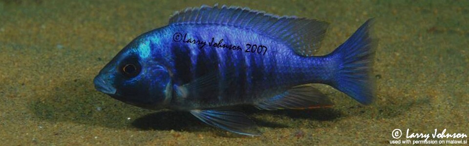 Placidochromis electra 'Malopa'