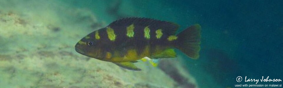 Pseudotropheus crabro 'Malopa'