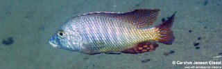 Lethrinops lethrinus 'Malopa'.jpg