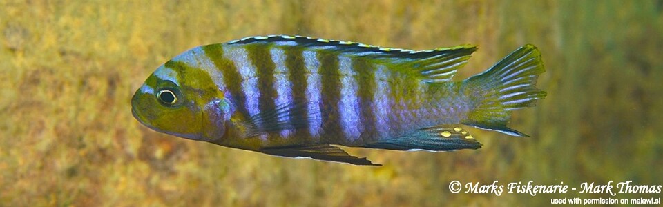 Cynotilapia sp. 'lion' Manda