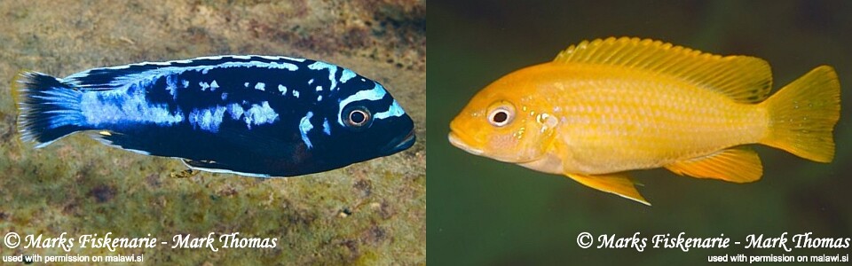 Maylandia sp. 'msobo' Manda<br><font color=gray>Metriaclima  sp. 'msobo' Manda</font> 