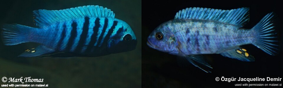 Maylandia zebra 'Manda'<br><font color=gray>Metriaclima zebra 'Manda'</font>