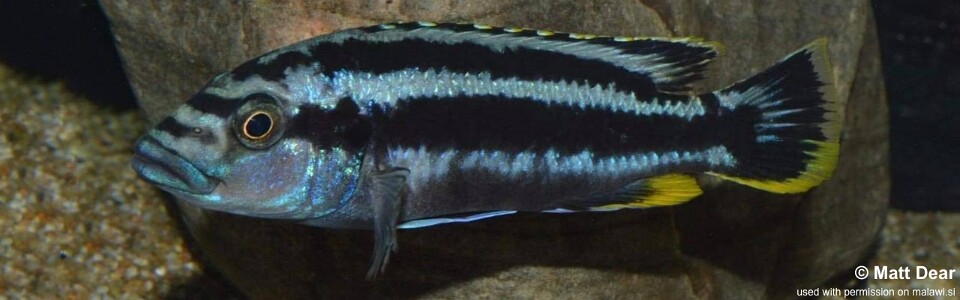 Melanochromis kaskazini 'Manda'