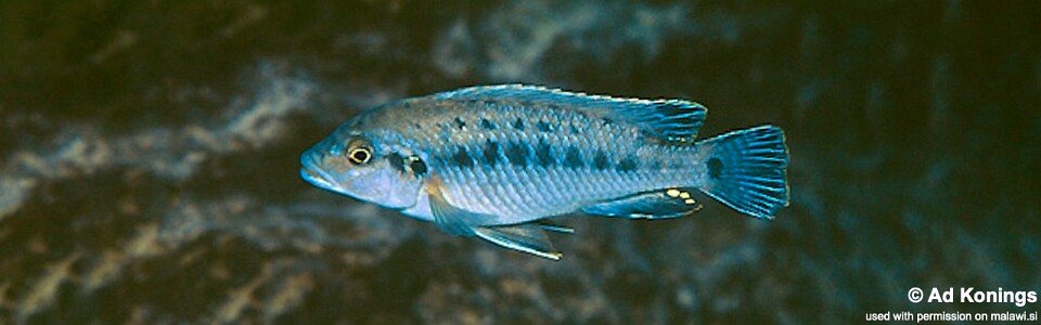 Pseudotropheus benetos 'Manda'