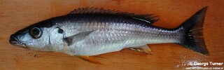 Rhamphochromis longiceps 'Manda'.jpg