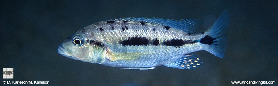 'Hemitaeniochromis' sp. 'urotaenia mandalawi' Rhoades Bank