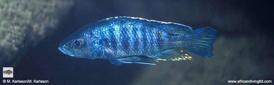 Otopharynx spelaeotes 'Rhoades Bank'