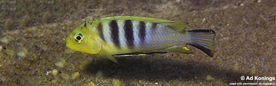 Cynotilapia sp. 'lion' Mara Rocks